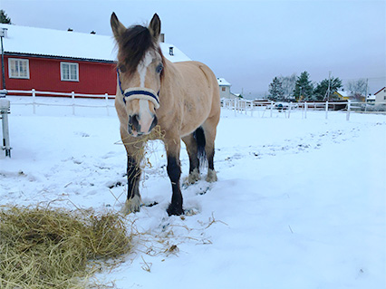 Et unikt tilbud til barn med Autisme og ADHD